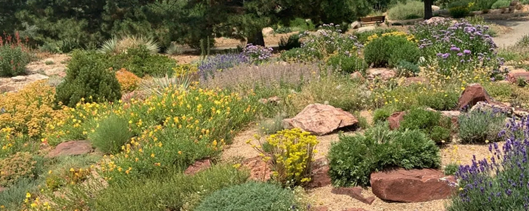 Picture of a garden with drought tolerant plants, and large boulders.